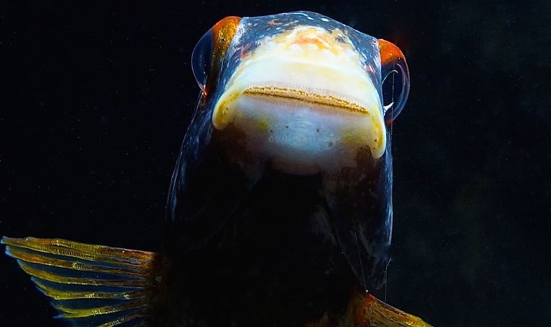 Tropheus moorii 'Kalambo Lodge' Kushangaza